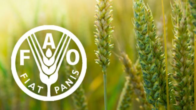 Apply for the 2024 FAO Internship Programme for Africa (RAF)