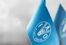 Call for Applications: Internship Programme for FAO headquarters (HQ)