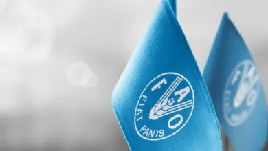 Call for Applications: Internship Programme for FAO headquarters (HQ)