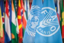 Apply for the Programme and Knowledge Specialist Position at FAO based in various locations