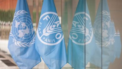 Call for Expression of Interest: Paid 2025 FAO Internship Programme for Latin America and the Caribbean (RLC) 