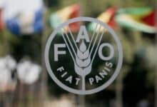 Applications are now open for the Paid 2025 Internship Programme for FAO headquarters!