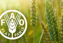 Call for Expression of Interest: 2025 Paid FAO Internship Programme for Near East and North Africa (RNE)